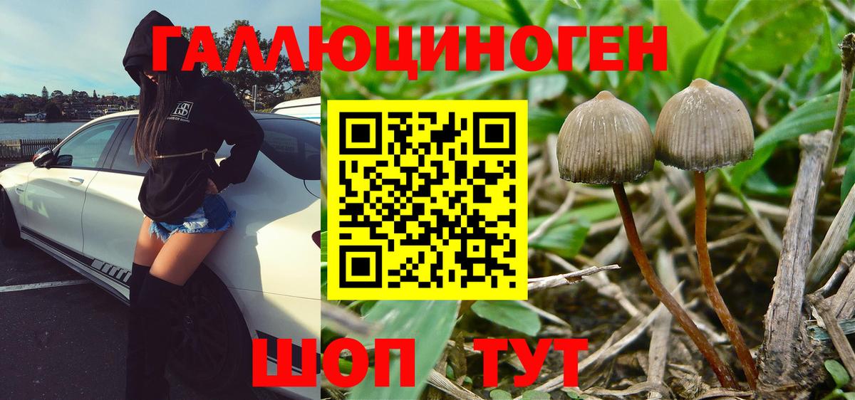 Энгельс  Галлюциногенные грибы Cubensis  Вход с VPN 